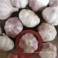 2020 New Grop Fresh Garlic Pure White Garlic Red Garlic Wholesale Price